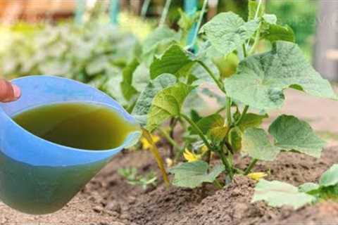 Powerful Magic Fertilizer That Makes Plants Grow Fast And Repels Pests