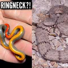Fantastic Snake Hunting in West Texas! Ringless Ringneck and Beautiful Baird's Ratsnake!