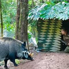 Found wild boar tracks, built emergency shelter, a sleepless night, survival alone