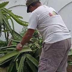 ONE OF OUR DRAGON FRUIT PLANTS FELL: I COULDN'T SAVE IT