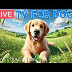 🔴24 Hours of Dog TV🎵🐶🐶Relaxing Dog Music for Sleep🐶💕Calming Dog Music for Stress and Anxiety..