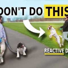How You Make Your Dog Reactive - How To Avoid It