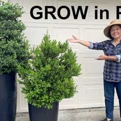 Container Gardening Tips: 5 Simple Steps I Wish I Knew Sooner