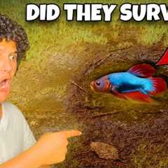I Found Wild Betta Fish Surviving in a Puddle…
