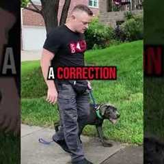 How to Fix Leash Pulling in 3 Simple Steps!