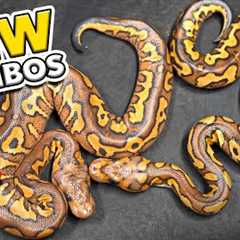 We Are Hatching Some Really Pretty Snakes’