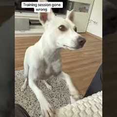 Dog Refuses Training & Does THIS Instead 😂 | Funny Dog #shorts