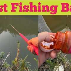 Best Carp Bait Choices: A Beginner's Guide। Carp Fish Baits। @villageLife_Fishing