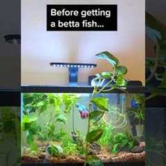 Betta fish tank essentials