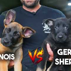 Malinois vs German Shepherd - Why I PREFER German Shepherds!