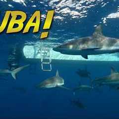 Diving the Pristine Reefs of CUBA!