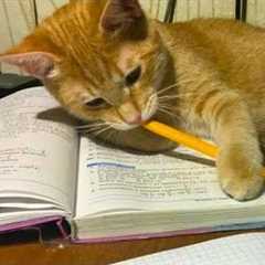 Smart Cats Outsmarting Humans 😂 Funny Cat Videos 2025