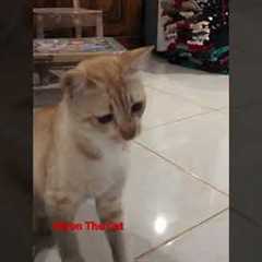 Train the cat to shake hands #shorts