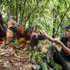 life alone in the wilderness, traces left by wild chickens, set traps, gardening in the wild