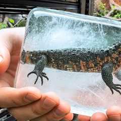 I’m About to Freeze My Reptiles – Here’s Why!