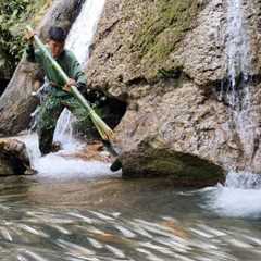 Surviving in the Wild, hunting fish with bamboo spears using primitive skills, green forest life