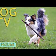 DOG TV: Video Entertain & Relax Best for Dogs While You’re Away Home - Comfort All Day Music..