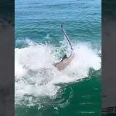 Giant sharks eats 200 Pound tarpon at the boat! #tarpon #hammerhead #fishing