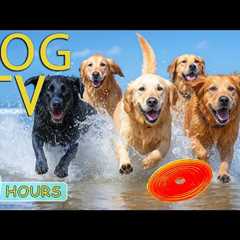 DOG TV: Video Anti-Anxiety Entertain for Dogs All Day When Home Alone - Best Relax Music for Dogs