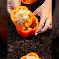 5 Genius Gardening Hacks You’ll Wish You Knew Sooner! 🌱😲 | #LifeHacks #GardeningTips