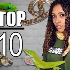 Top 10 Beginner Reptiles