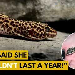My Gecko Turns 18 YEARS OLD | Leopard Gecko Q&A