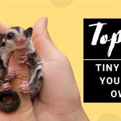 Top 10 Tiny Cute Exotic Pets You Can Own