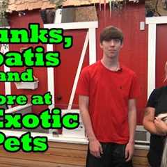 Skunks Coatis and more at NJ Exotic Pets
