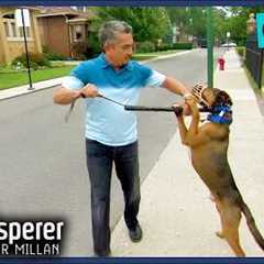 Aggressive Dog Turns On Owner | S3EP11 Full Episode | Dog Whisperer With Cesar Millan