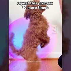 Teach Your Puppy to Sit in 60 seconds!! #shorts