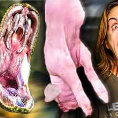 Feeding My Giant Snakes!