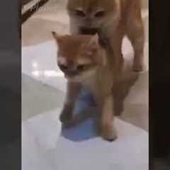 Best Friend - Cute and Funny Animals Videos Compilation 🐷🐱🐻 Funniest Animal Friendships 😉