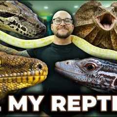 My FINAL Reptile Room Tour