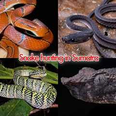These snakes have NEVER been seen on Youtube before (~1 hour of *INSANE* Sumatra field herping)