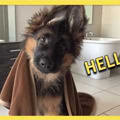 When You Live With a Comedian Dog 🤪 Funny Dog Videos 2025