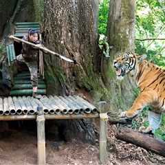 Wild animals attack, build new shelter in tree hollow, survive in the wild, survival alone
