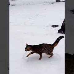 Cats in winter.#funny#fup#cat#funnycat#kitty#pet