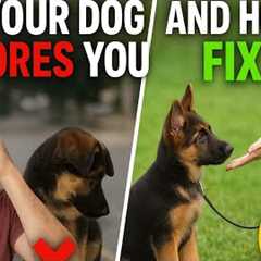 Dog Training Secrets: Get Your Pup to Listen Every Time