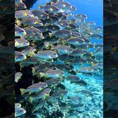 The best diving spot in Australia? 🤿 #scubadiving #diveinstructor #diving #scuba #travel