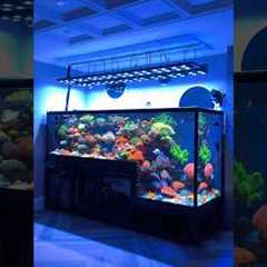 Incredible Drop-Off Saltwater Aquarium Setup 🪸