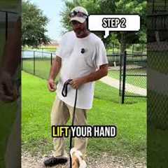 Leash Training for Dogs: 4 Proven Steps to Teach Heel Without Pulling
