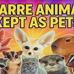 Bizarre Pets People Actually Own | Exotic & Unusual Animals You Can Keep as Pets