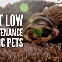 21 Best Exotic Pets That Are Low-Maintenance