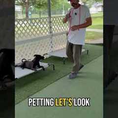 Stop Treat-Bribing Your Dog: Build Real Communication & Obedience