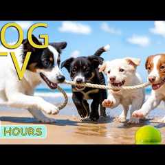 DOG TV: Videos Happy & Relaxing to Entertain All Day Dogs When Home Alone - No Stress Music for ..