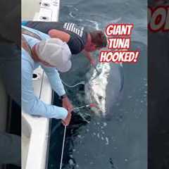 Massive Monster Tuna Fight – Big Catch USA Ocean Fishing #shorts #fishing #usa #shortsfeed