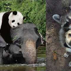 Strongest Friendships Between Wild Animals Caught On Camera