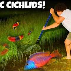 I Found VENOMOUS Snakes While Catching Rare Cichlids...