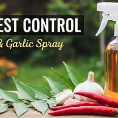 Homemade Organic Pesticide for All Plants | Neem, Garlic & Chili Spray for Aphids,Whiteflies..