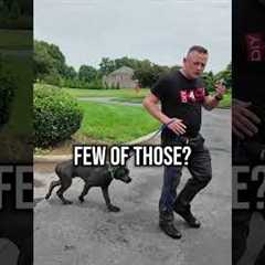 The 3 Step Trick For Easier Dog Walks!